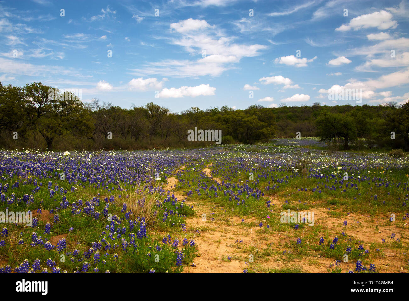 Alte Straße durch ein Feld von wilden Blumen in Hill Country, Texas Stockfoto