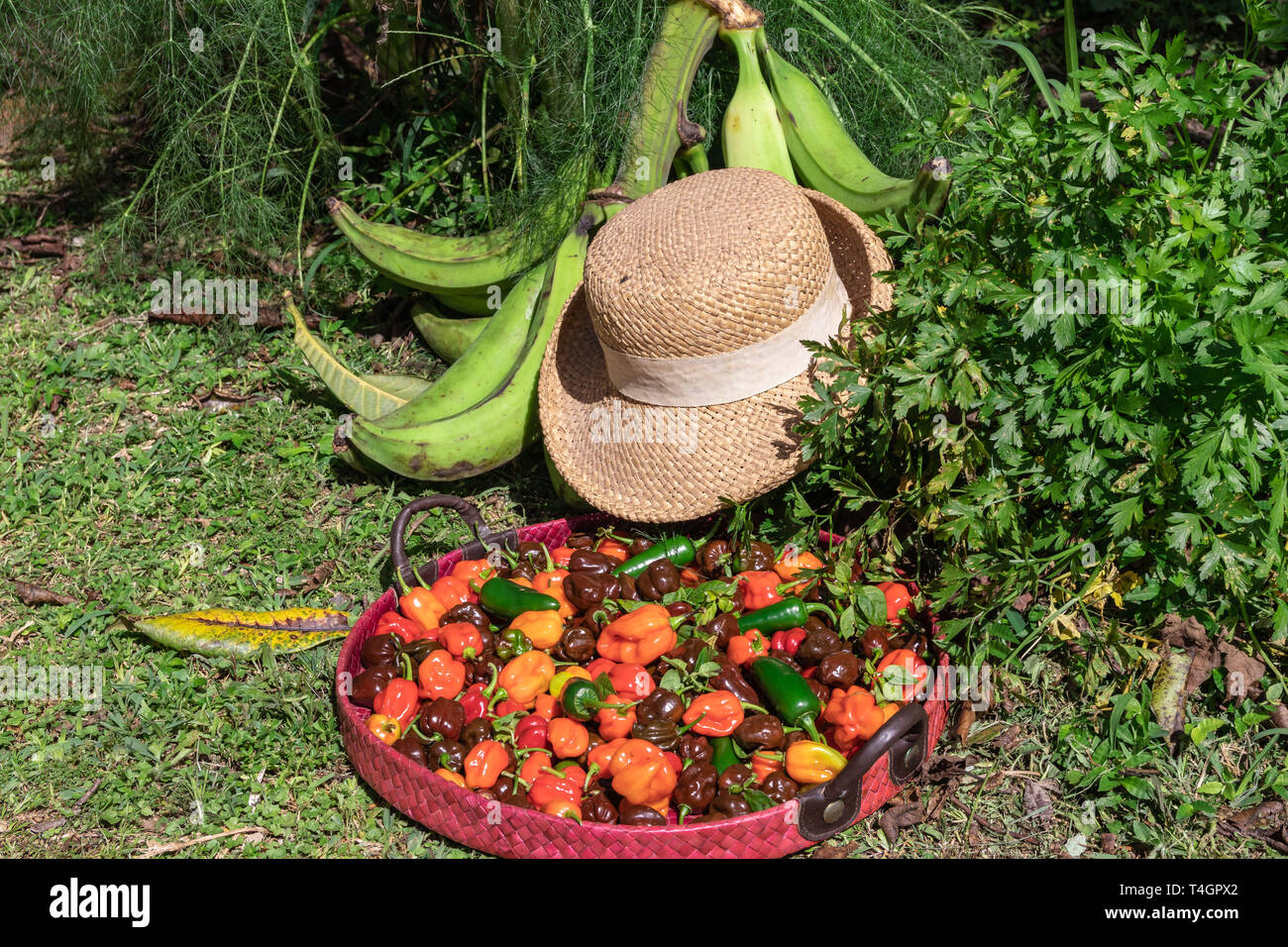 Vielfalt von tropischen Blumen und Pflanzen von der panamaischen Regenwaldes und das Hochland. Stockfoto