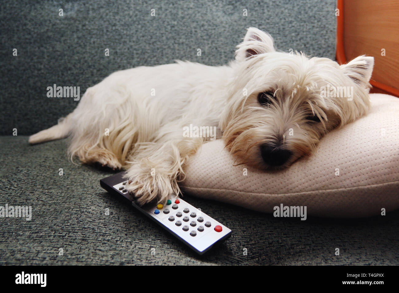 Mudes Tier Stockfotos Und Bilder Kaufen Alamy