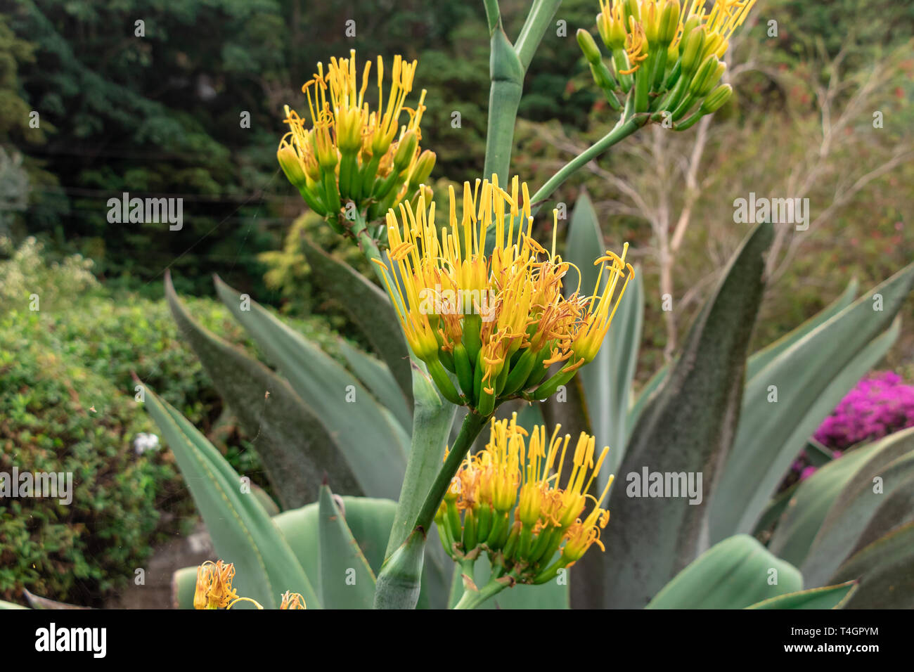 Vielfalt von tropischen Blumen und Pflanzen von der panamaischen Regenwaldes und das Hochland. Stockfoto