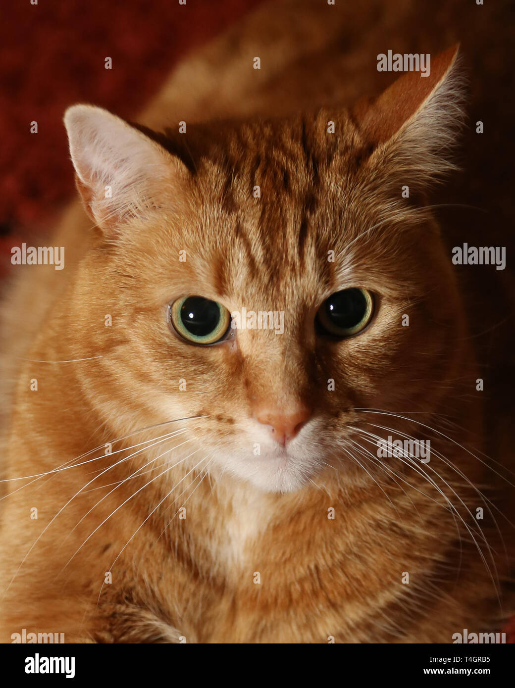 Eine große Ginger cat mit einem weißen Kinn sitzen schaut mit großen Augen an. Stockfoto