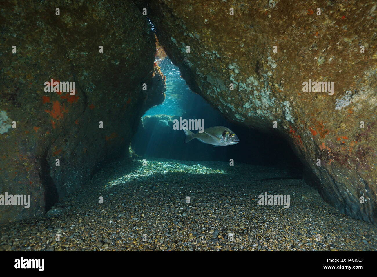 Beenden eines seichten Höhle unter Wasser mit wolfsbarsch Fisch, Mittelmeer, natürlichen Szene, Frankreich Stockfoto