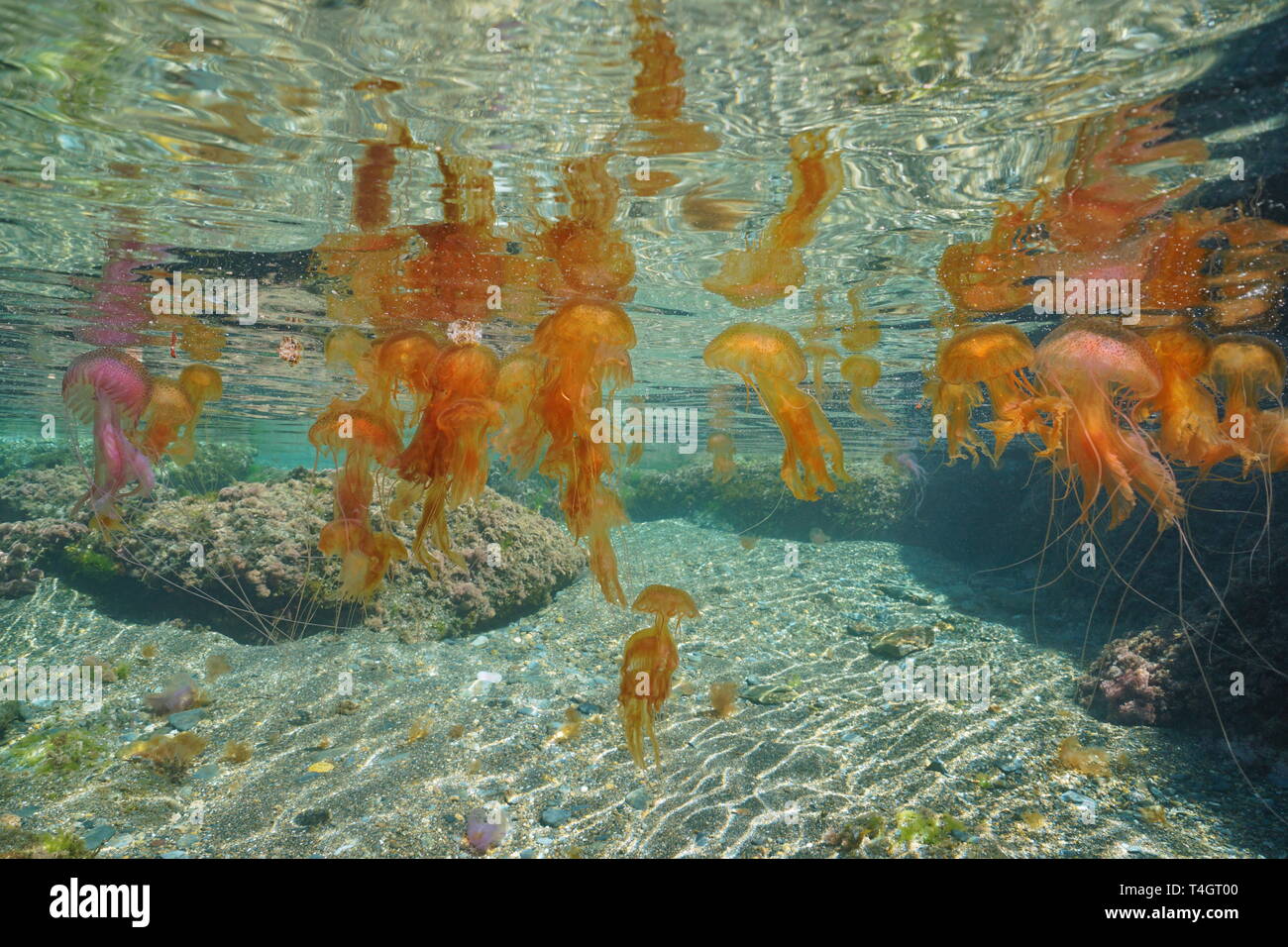 Quallen Unterwasserwelt viele Pelagia noctiluca unterhalb der Wasseroberfläche, Mittelmeer, Spanien Stockfoto