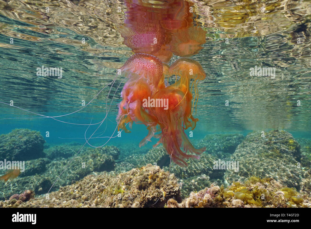 Zusammenfassung von mehreren Quallen Pelagia noctiluca Unterwasser unterhalb der Meeresoberfläche, Mittelmeer, Spanien Stockfoto
