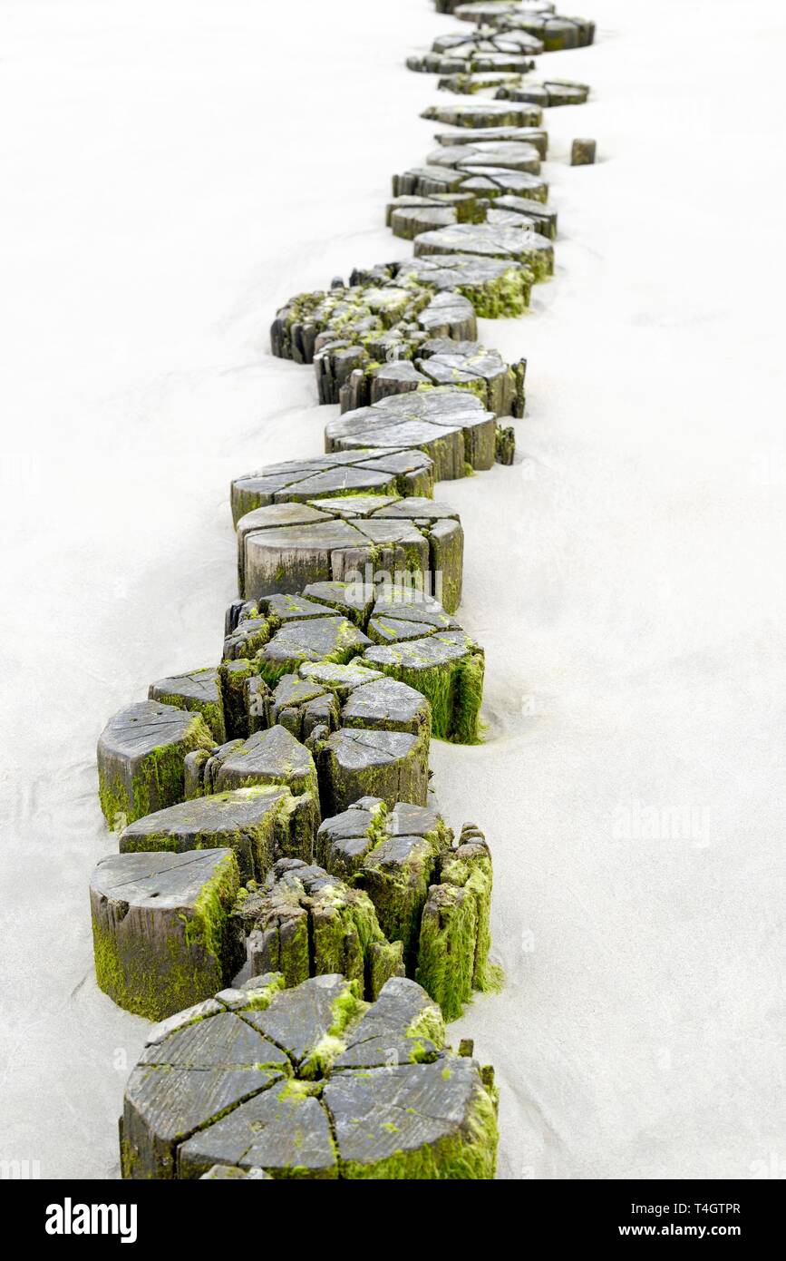 Buhnen, Holz- Stapel tief im Sand, Küstenschutz, Wangerooge, Ostfriesische Inseln, Nordsee, Niedersachsen, Deutschland Stockfoto