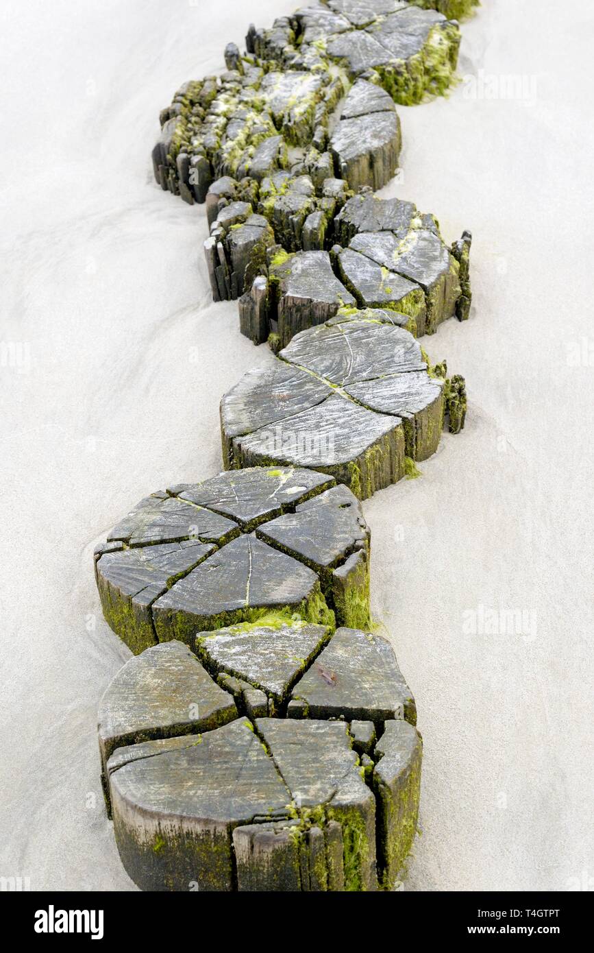 Buhnen, Holz- Stapel tief im Sand, Küstenschutz, Wangerooge, Ostfriesische Inseln, Nordsee, Niedersachsen, Deutschland Stockfoto