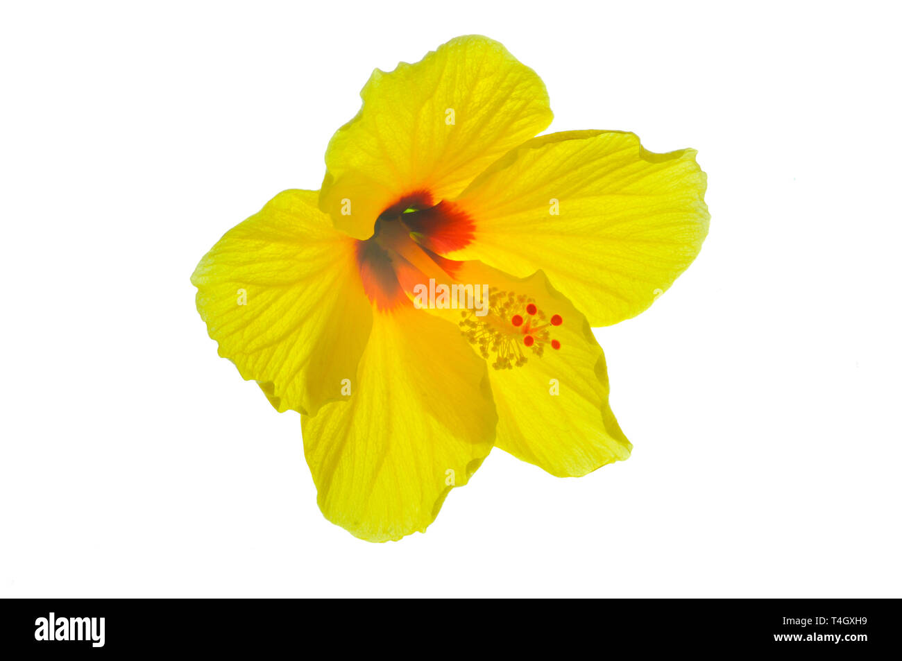 Gelben Hibiskusblüte Stockfoto