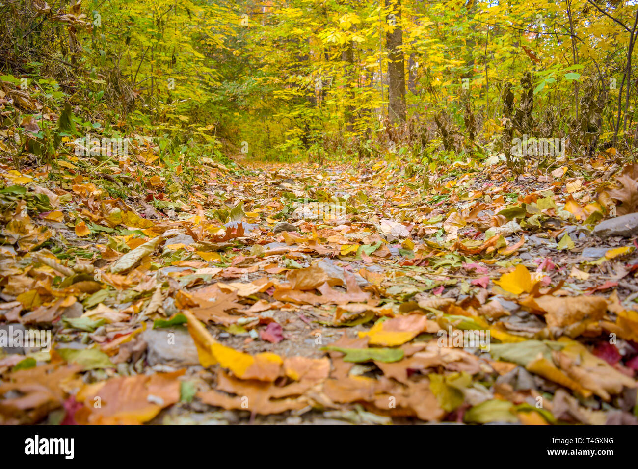 Laub auf dem Waldboden ist Wre mit herbstlichen Farben des Herbstes Stockfoto