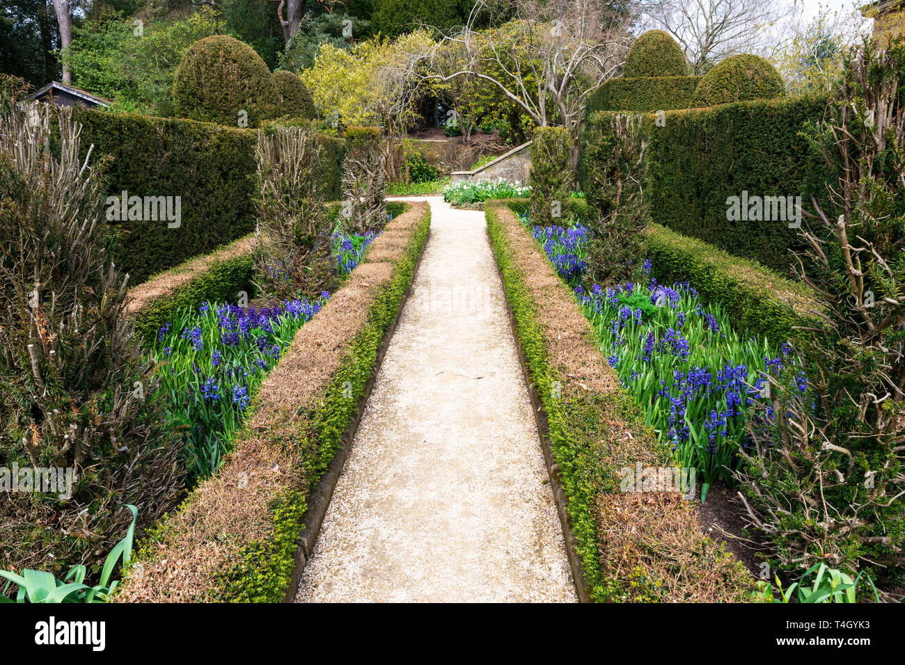 Eibe garten Belsay Hall, ein Herrenhaus aus dem frühen 19. Jahrhundert