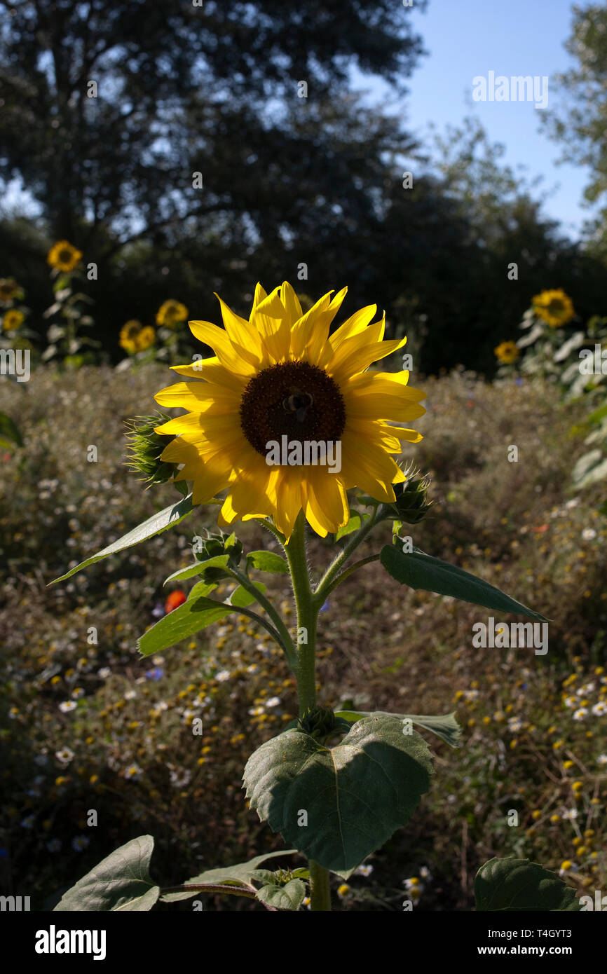 Sonnenblumen in voller Blüte Stockfoto