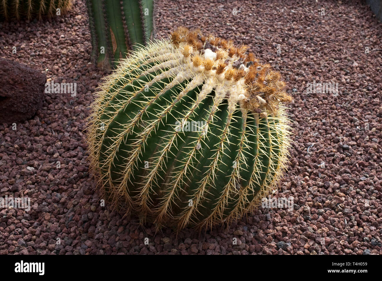 Kaktus in Santa Cruz Teneriffa Stockfoto