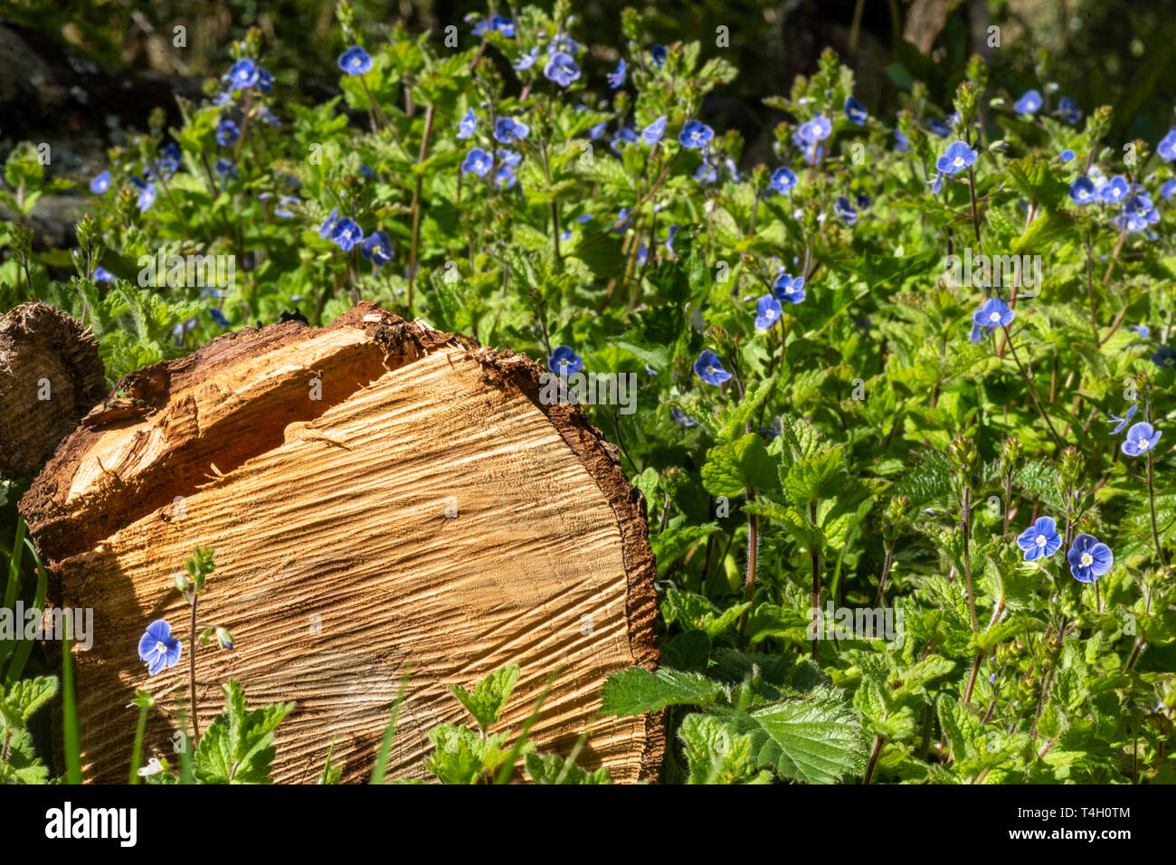 Blaue Wildblumen auf grünen Pflanzen im Sommer Stockfoto
