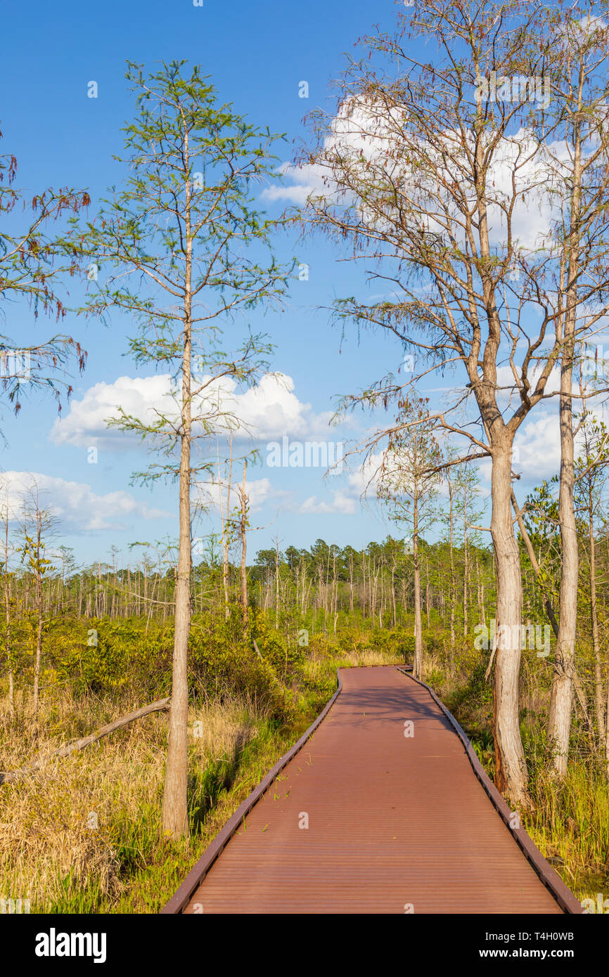 Okefenokee Swamp Bucharest, GA, USA -3/30/19: Ein Gang durch die östliche Seite der Okefenokee Swamp. Stockfoto