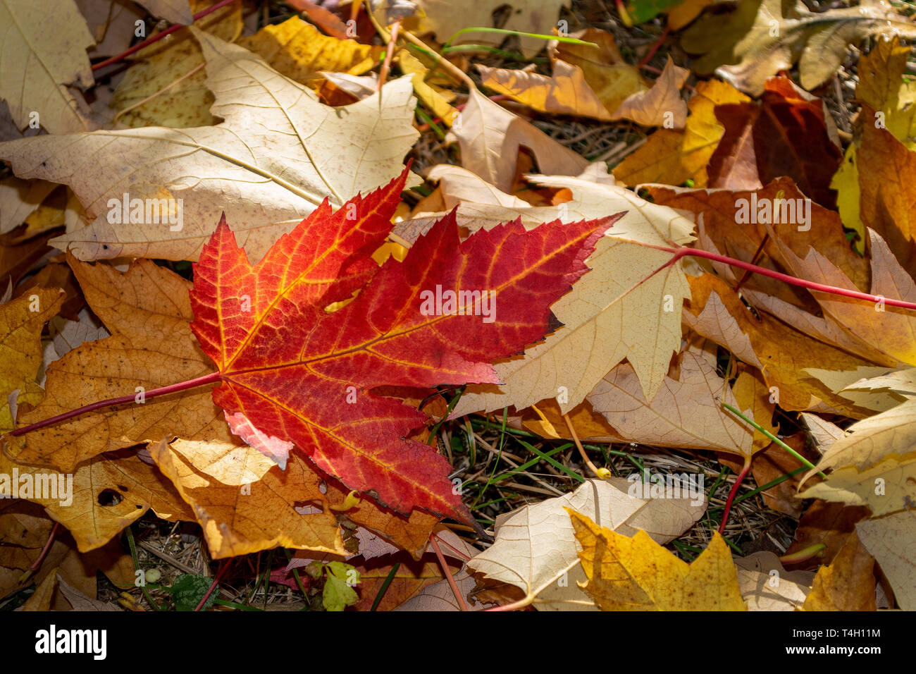 Ein rotes Ahornblatt, die unter den anderen Blätter kontrastierenden Farbe gefallen ist. Stockfoto