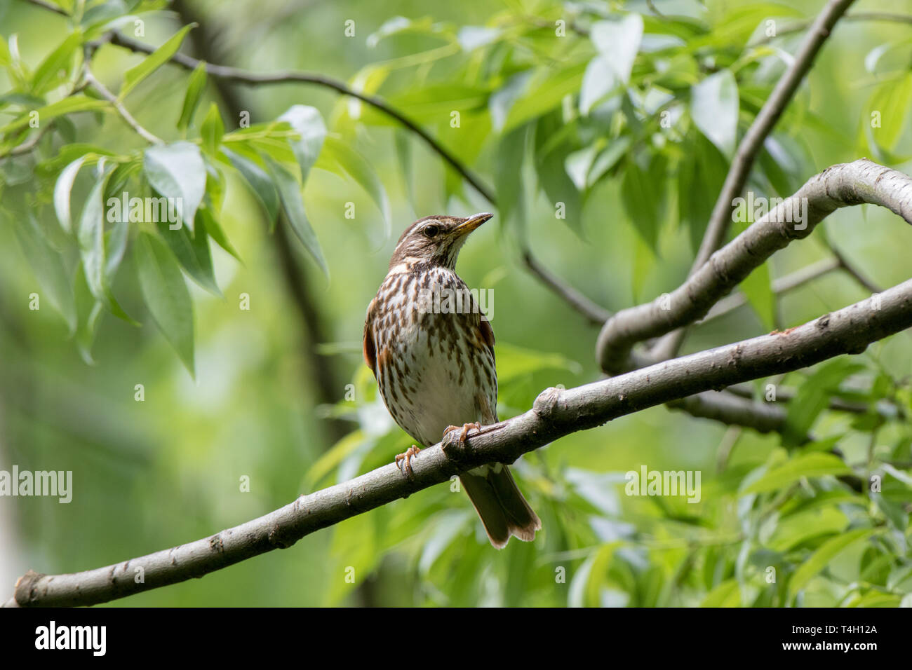 Rotdrossel (Turdus iliacus, musicus). Russland, Moskau Stockfotografie