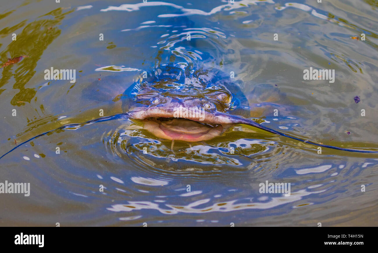 Ein Wels mit offenen Mund, über Wasser zu brechen. Stockfoto
