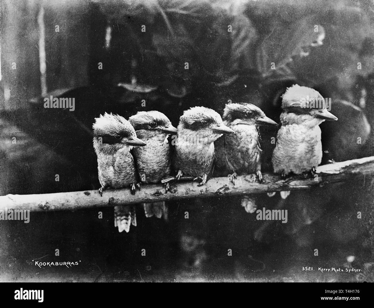 kookaburra Familie vintage Foto Stockfoto