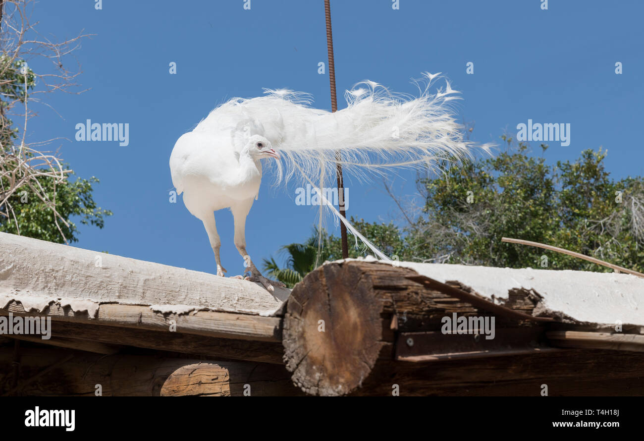 Weißer Pfau Vogel auf einem Dach aus Holz mit blauer Himmel Hintergrund Stockfoto