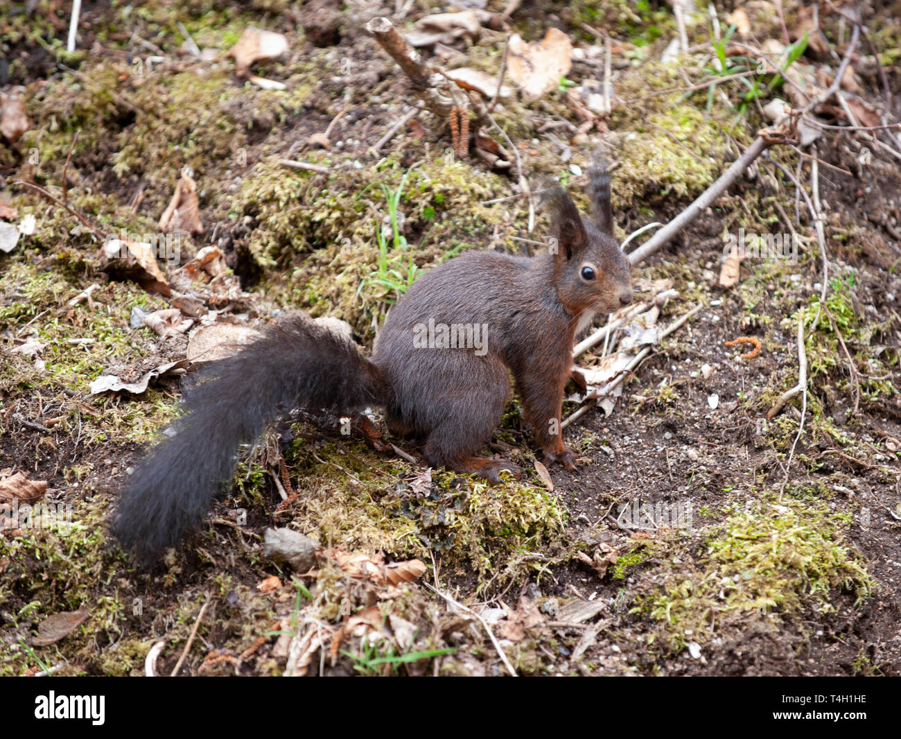 Red Squirrel, Sciurus vulgaris, Triberger Wasserfälle, Triberg, Schwarzwald, Deutschland Stockfoto