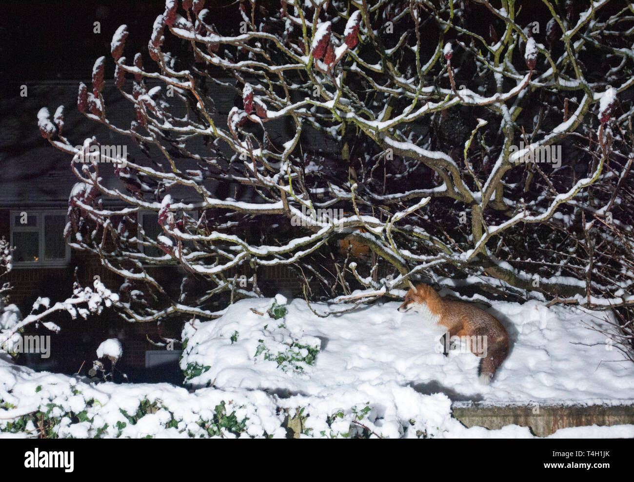 Nach Red Fox, Vulpes vulpes, in suburban Garden London, Vereinigtes Königreich Stockfoto