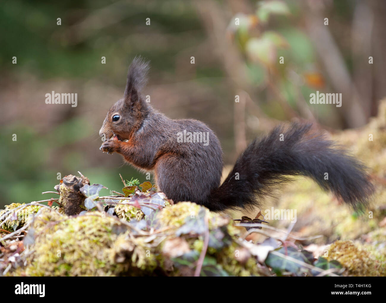 Red Squirrel, Sciurus vulgaris, melanistisches Fell, Triberg Falls, Triberg, Schwarzwald, Deutschland Stockfoto