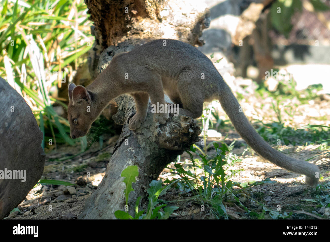 Fossa Katze aus Madagaskar portrait Stockfoto