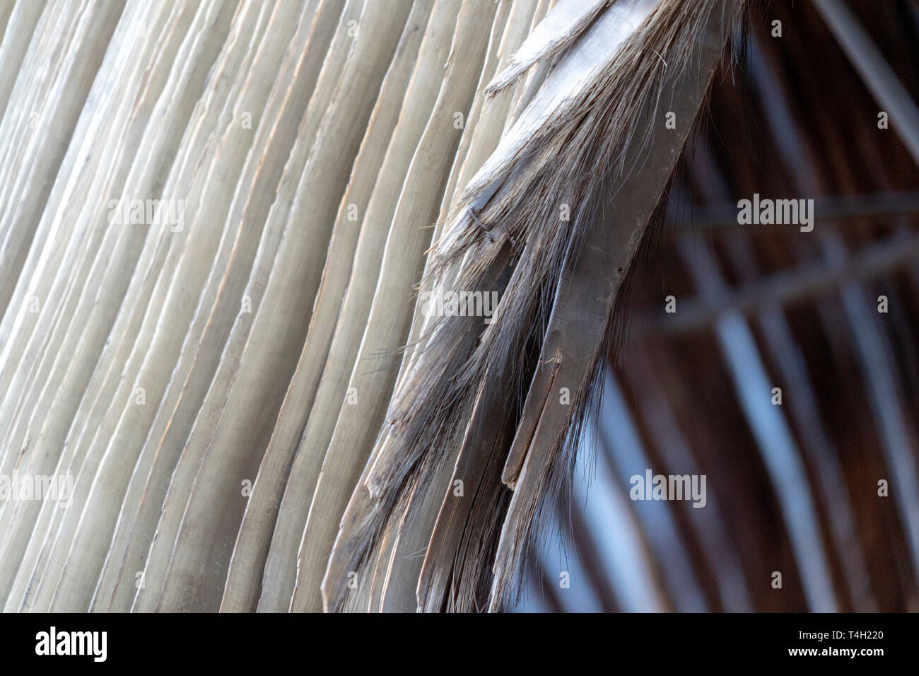 Baleen whale fanon Nahaufnahme Detail Stockfoto