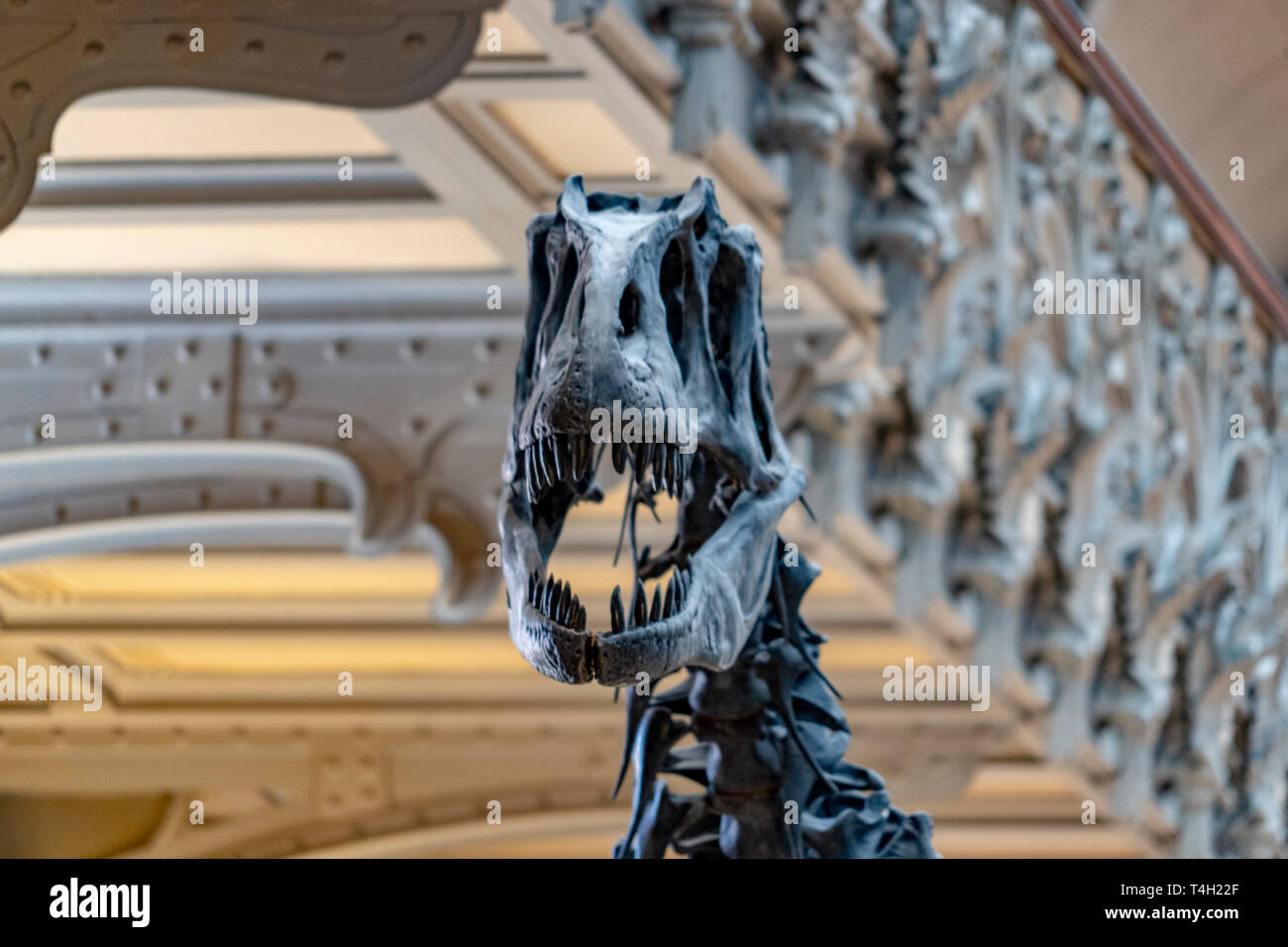 Trex Schädel Skelett Nahaufnahme Stockfoto