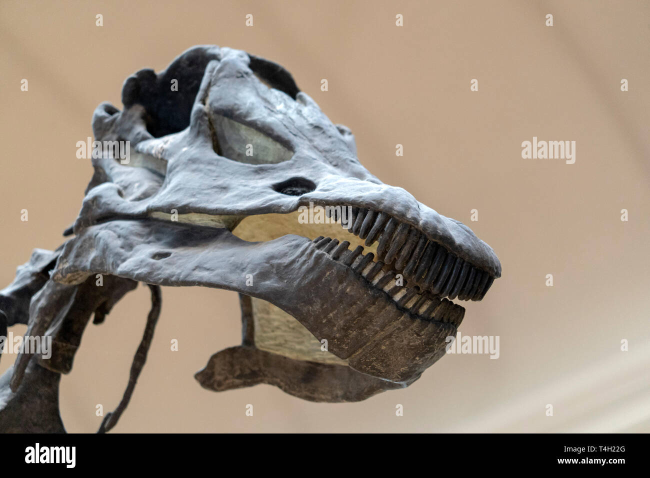 Trex Schädel Skelett Nahaufnahme Stockfoto