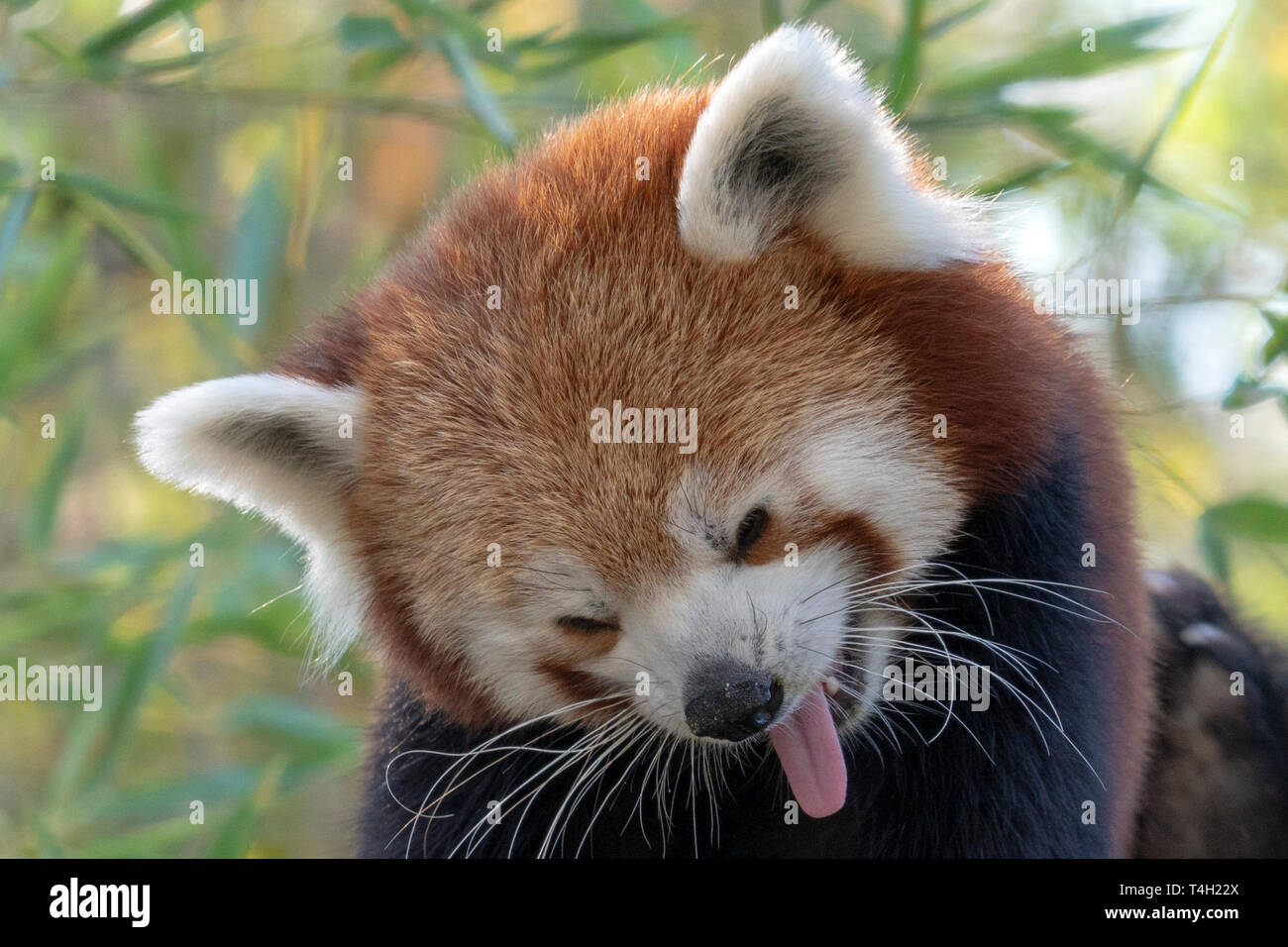 Süße Rote Panda portrait Nahaufnahme Stockfoto