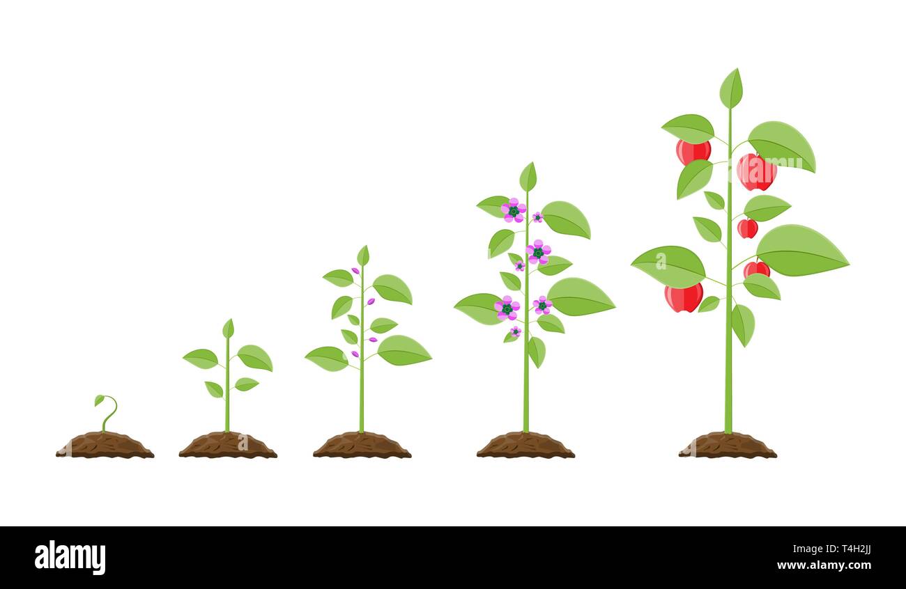Das Wachstum der Pflanze, von der Frucht zu sprießen. Das Pflanzen von Bäumen. Sämling im Garten pflanzen. Timeline. Vector Illustration im flachen Stil Stock Vektor