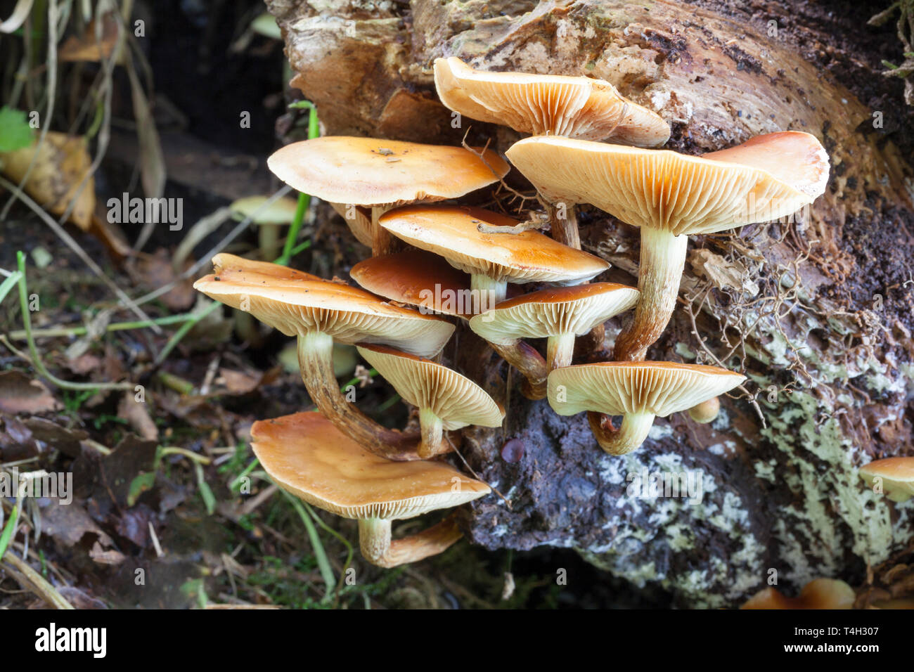 Pilze - Samtschaft (Flammulina velutipes). Stockfoto