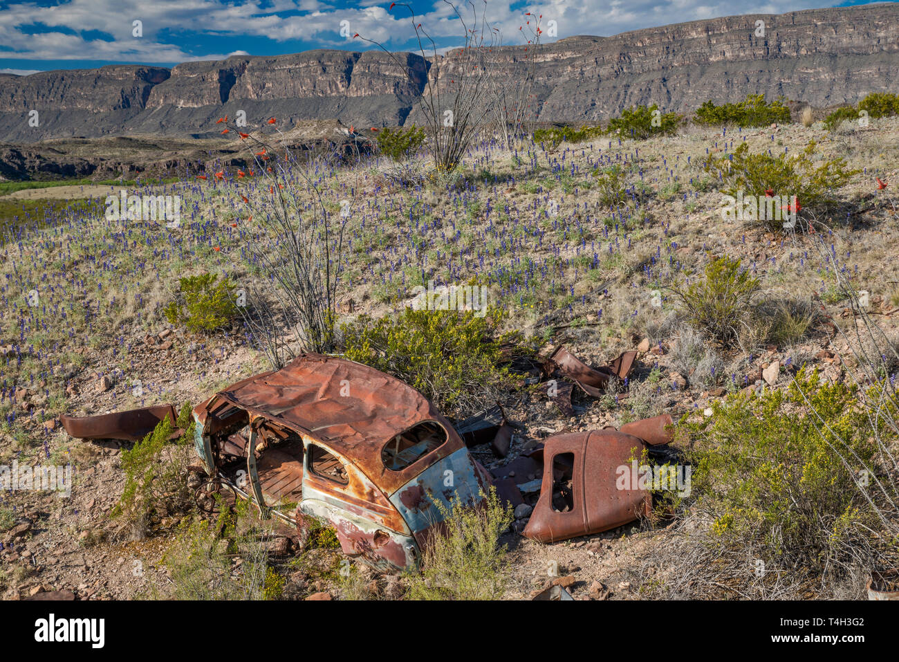 1940 s Auto Wrack in der Chihuahuan Wüste, Bluebonnets, River Road, Sierra Ponce Mesa in Mexiko in Dist, Big Bend National Park, Texas, USA abgebrochen Stockfoto
