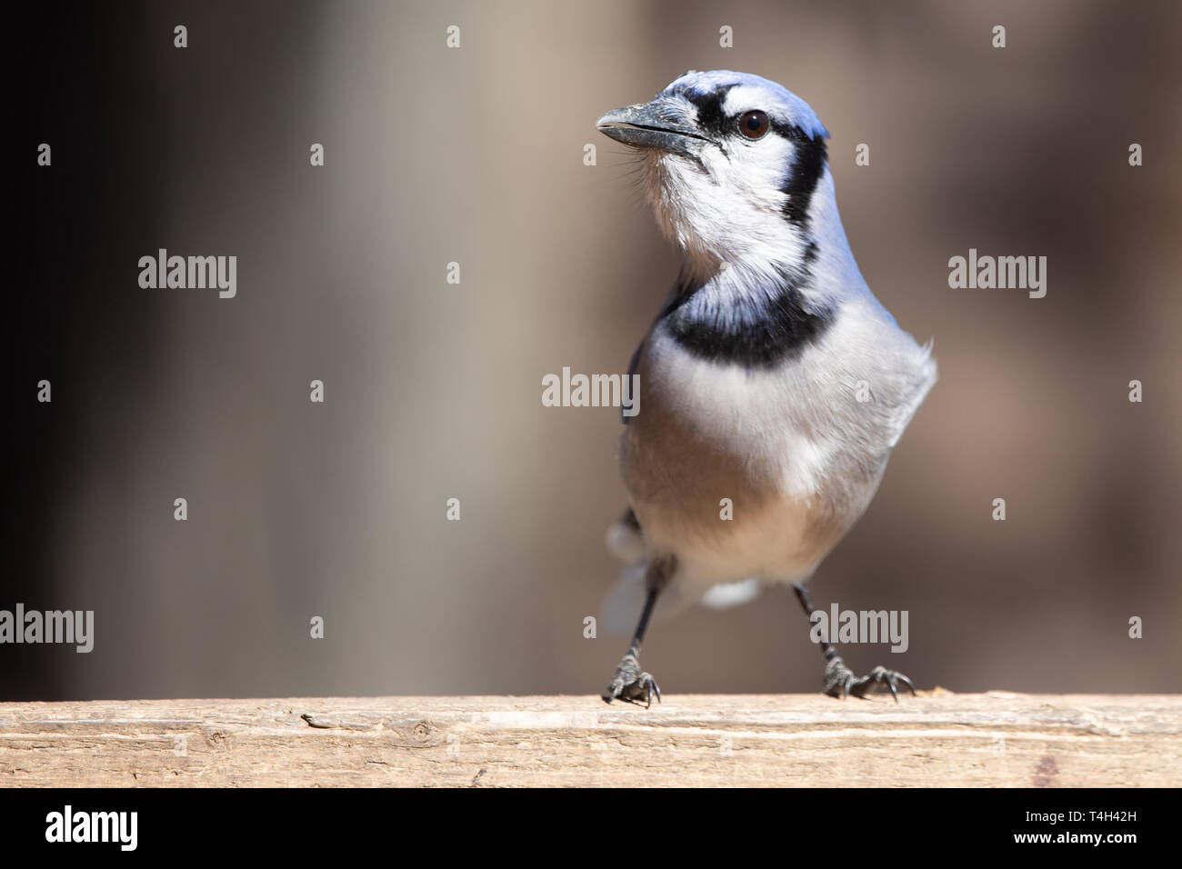 Natur Tierwelt aus Vögel House Blue Jay Auge Licht Stockfoto