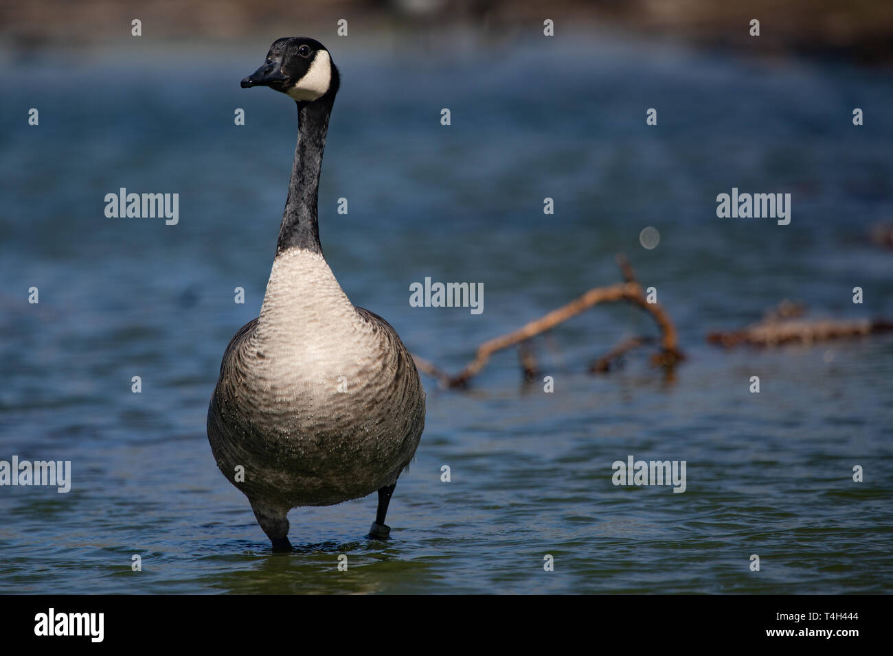 Tierwelt Vögel kanadischen Kanadagans stehend Blaue Teich am Nachmittag Stockfoto