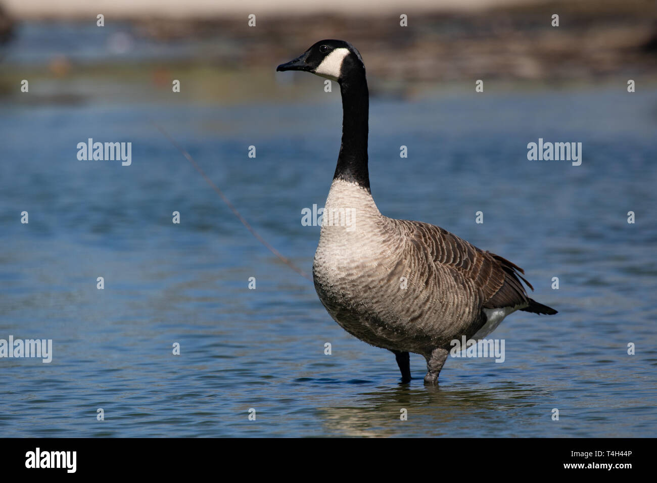 Tierwelt Vögel kanadischen Kanadagans stehend Blaue Teich am Nachmittag Stockfoto