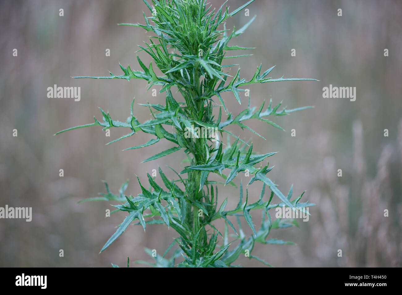 Flora Feld am Anfang der Saison Scotch Thistle keine Blüten Stockfoto