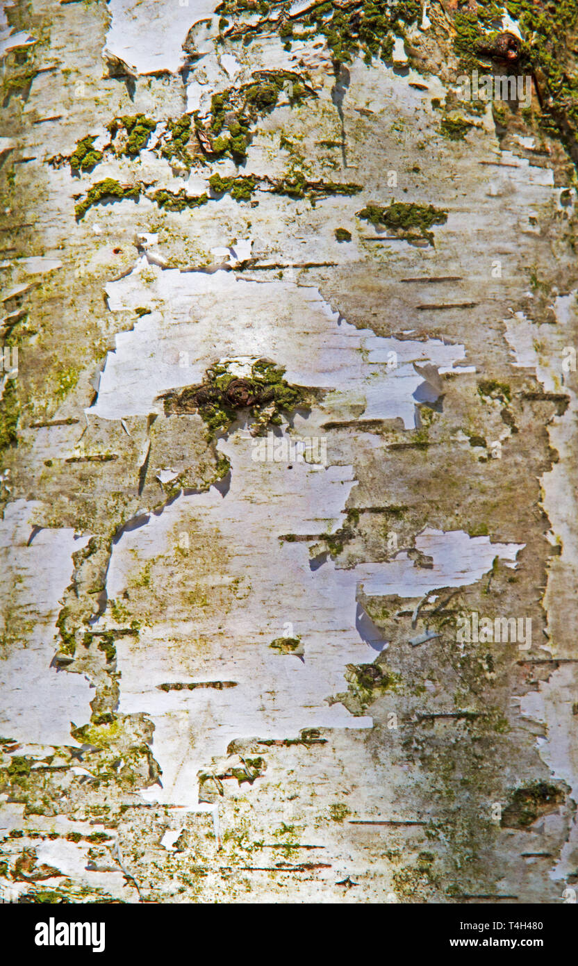 Nahaufnahme der grau-weißen Rinde der Birke Stockfoto