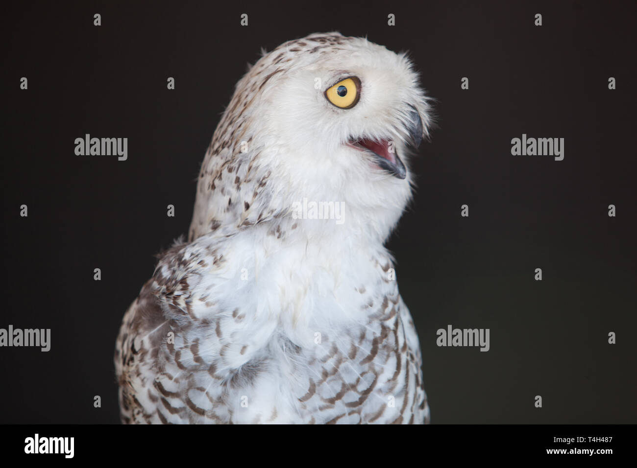 Fauna Winged gefiederte Vogel Schnee-eule Captive Closeup Stockfoto
