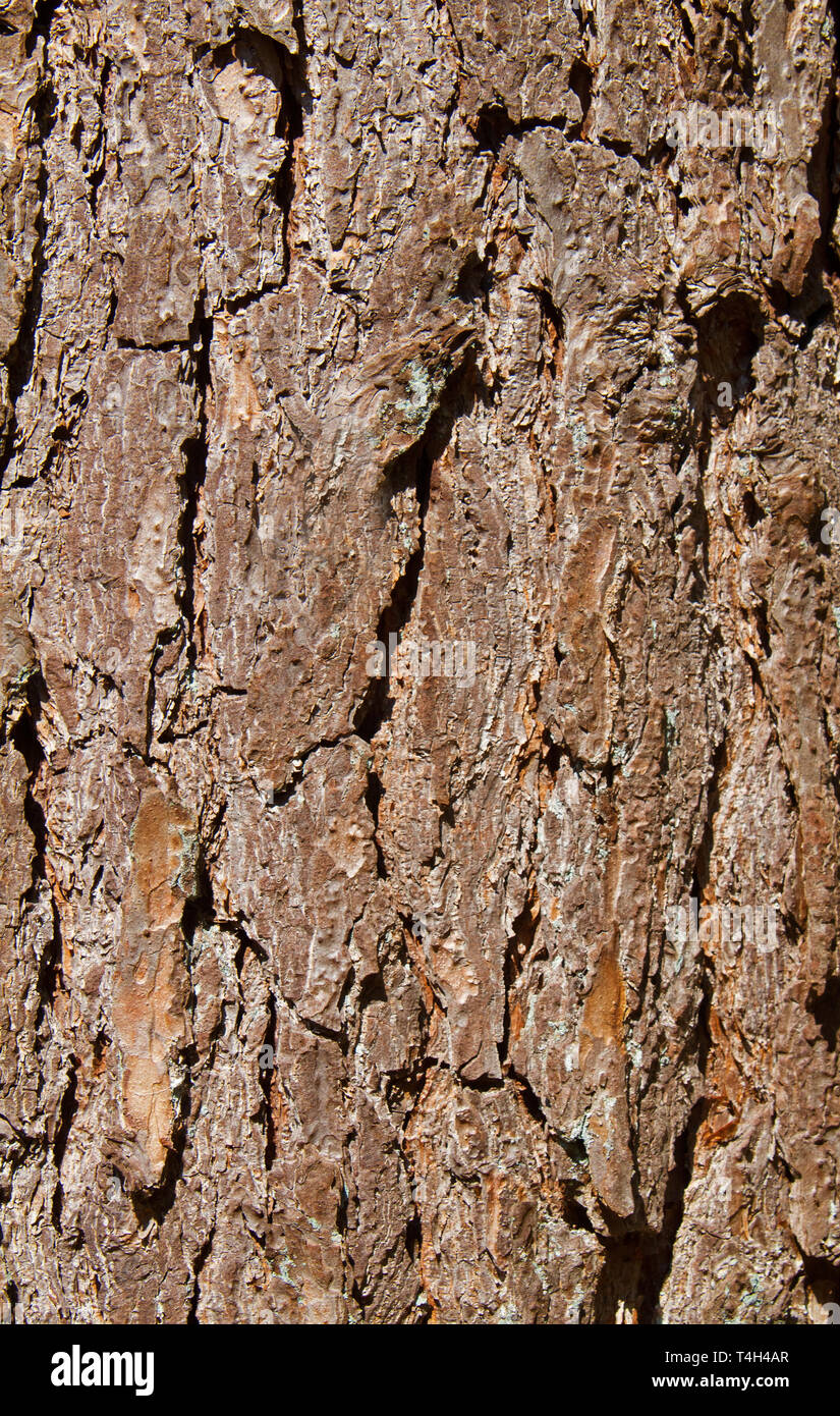 Nahaufnahme der grau-braune Rinde eines Scots pine Stockfoto