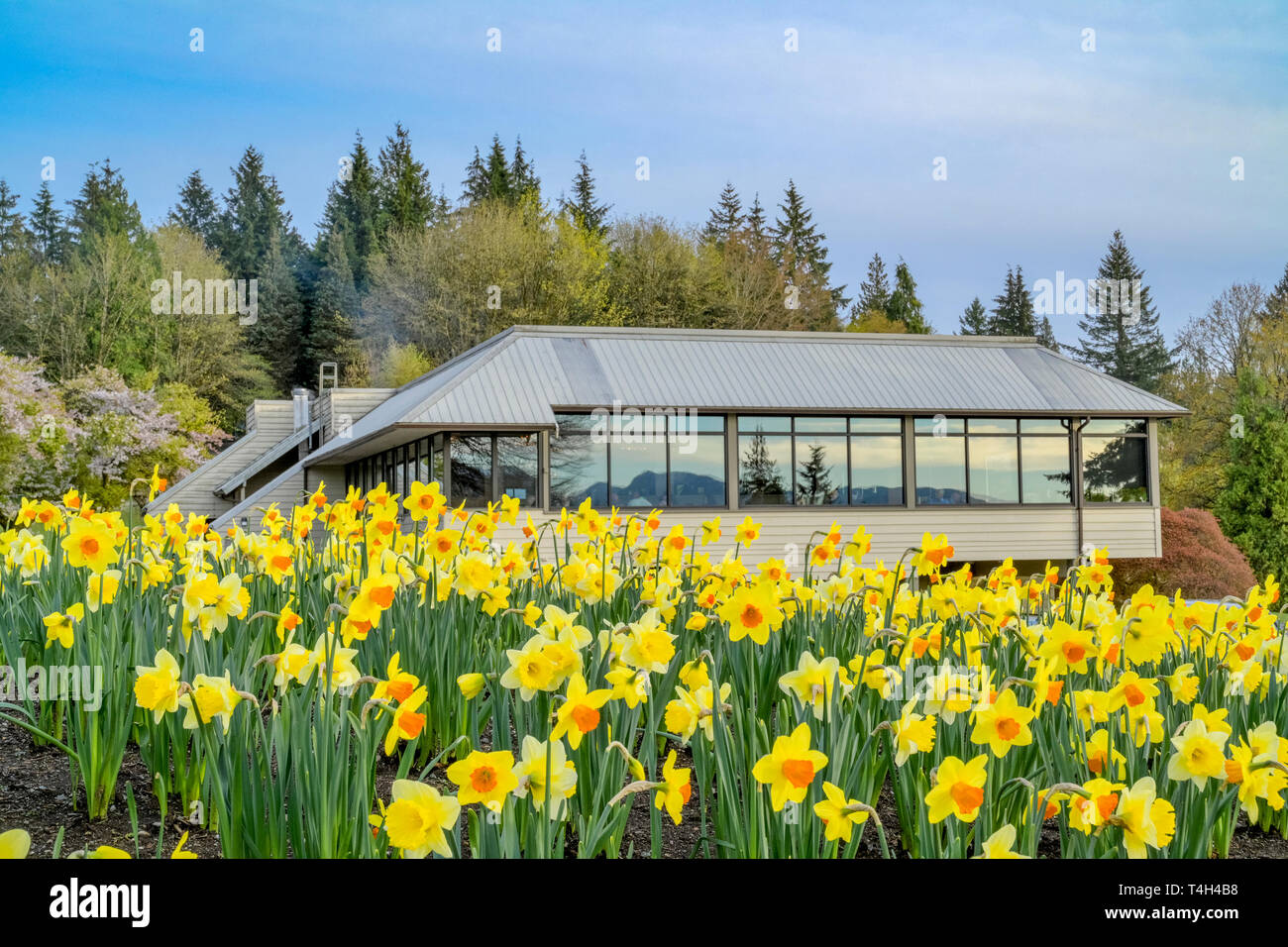 Horizonte Restaurant und Garten mit Narzissen, Burnaby Mountain Park, Burnaby, British Columbia, Kanada. Stockfoto