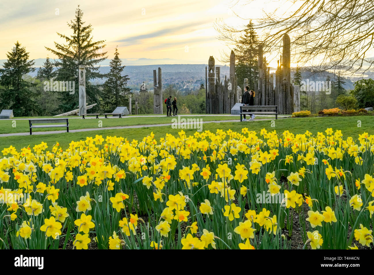 Spring Garden mit Narzissen, Burnaby Mountain Park, Burnaby, British Columbia, Kanada. Stockfoto