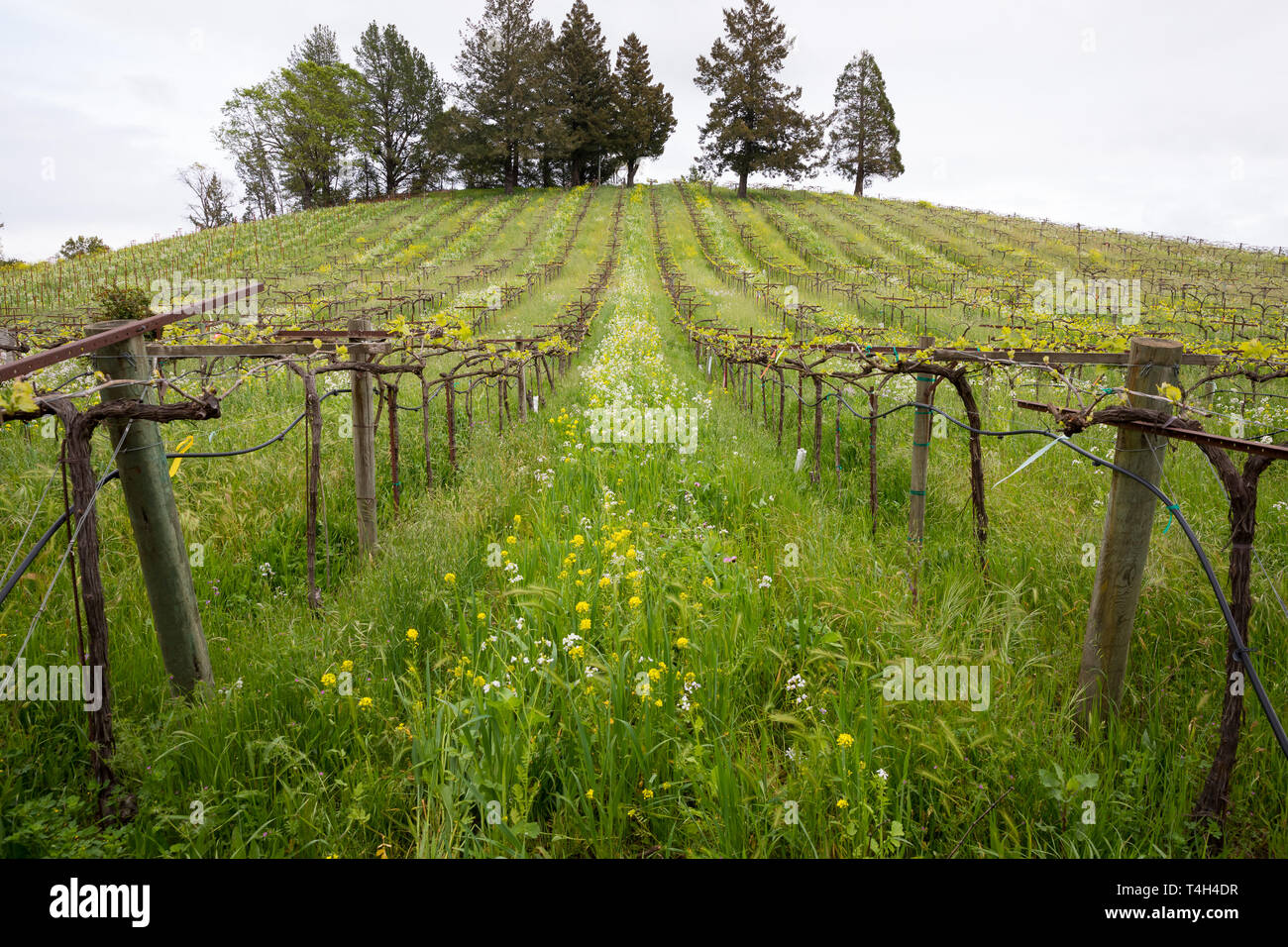 Weingut in Sonoma Valley Kalifornien im Frühling Stockfoto