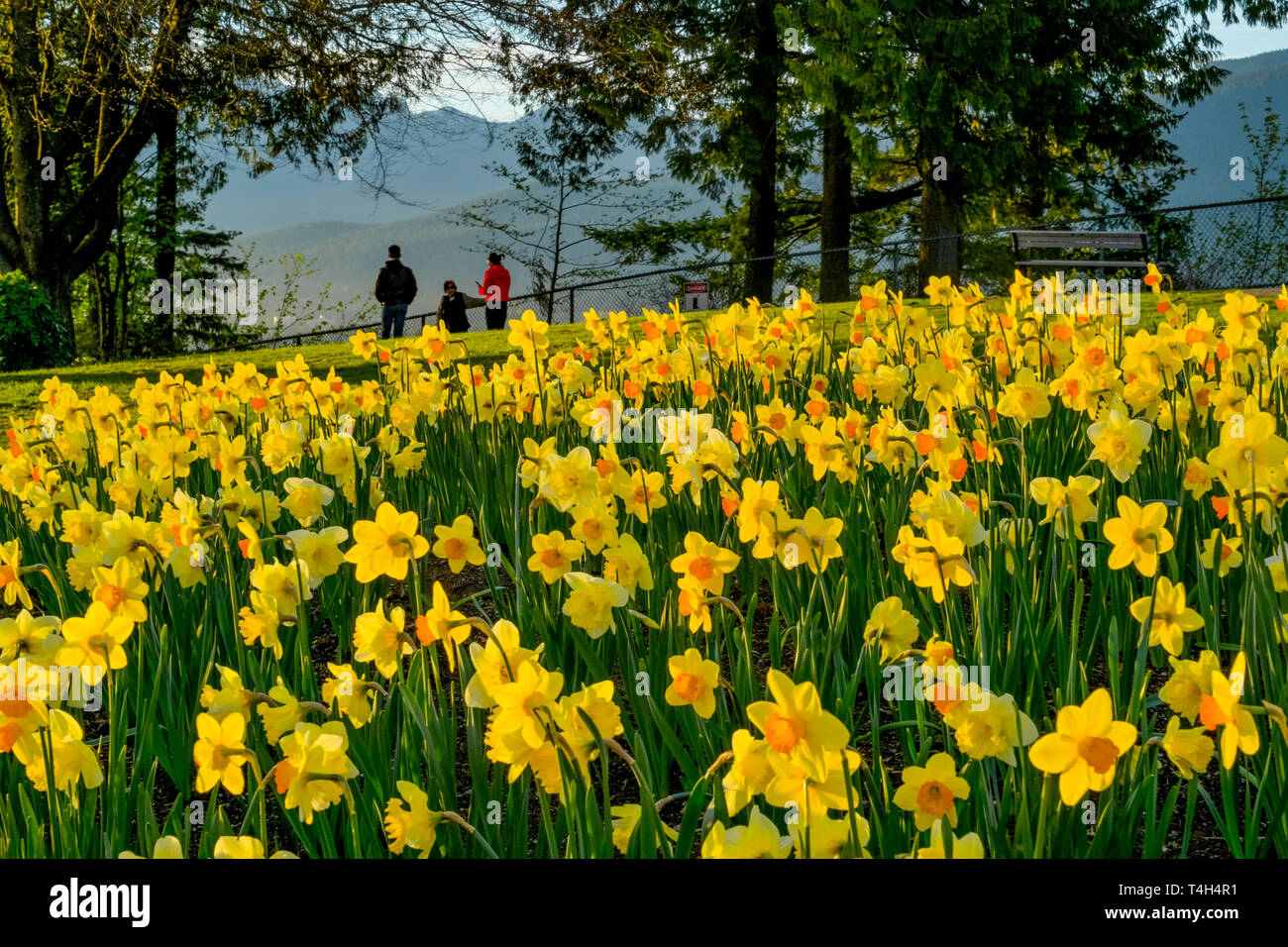 Spring Garden mit Narzissen, Burnaby Mountain Park, Burnaby, British Columbia, Kanada. Stockfoto