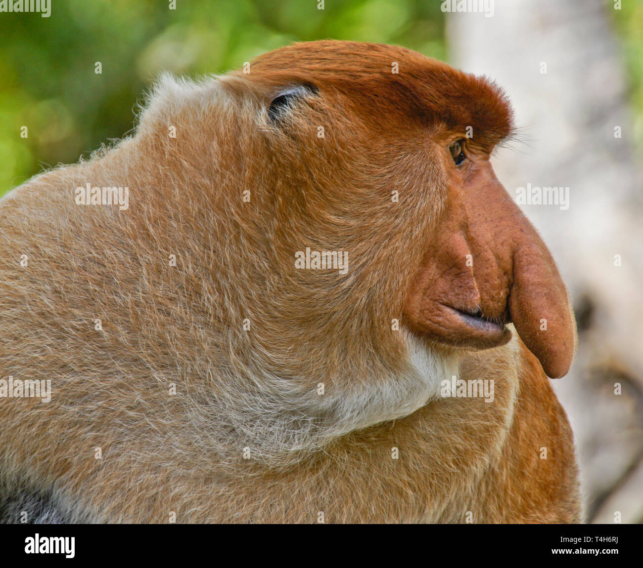 Portrait von männliche Rüssel (spitzzange) Affe, Sabah (Borneo), Malaysia Stockfoto