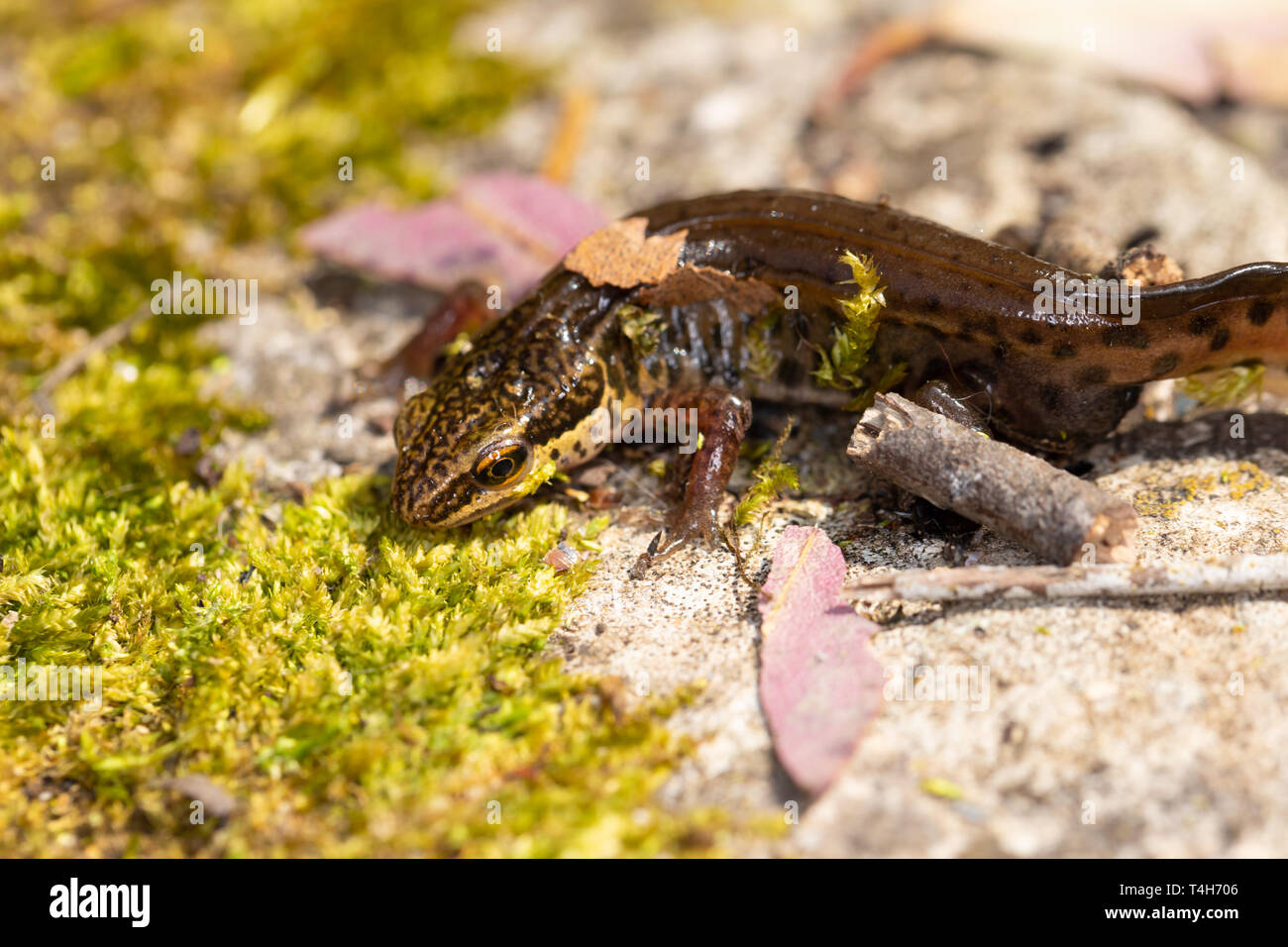 Wildlife makro Portrait von Palamte Newt (Lissotriton helveticus) auf dem Boden in der Nähe von Teich in Poole, Dorset, Großbritannien. Stockfoto