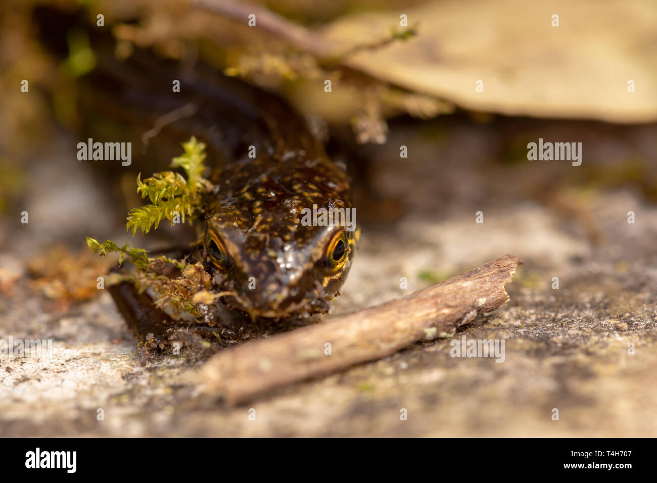 Kreative Makro Foto von Kopf auf palmate Newt mit sehr engen Fokus auf Teil des Kopfes und der Augen. Stockfoto