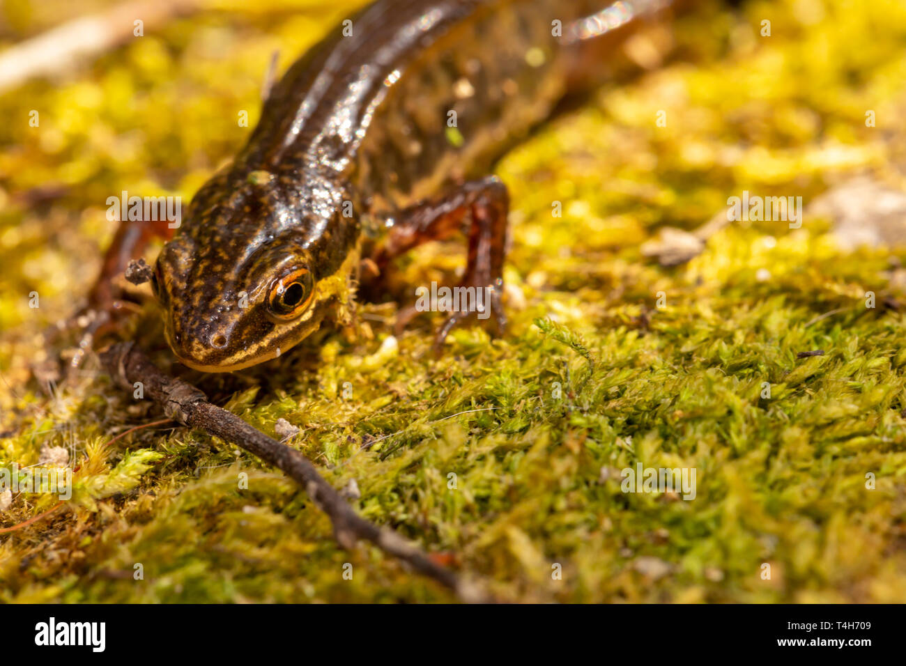 Wildlife makro Portrait von Palamte Newt (Lissotriton helveticus) auf Moss in der Nähe von Teich in Poole, Dorset, Großbritannien. Stockfoto