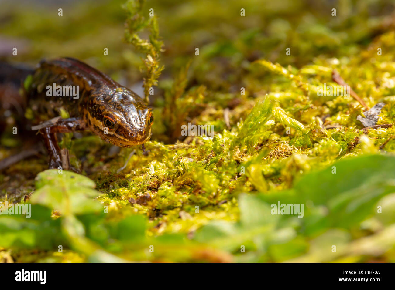 Wildlife makro Portrait von Palamte Newt (Lissotriton helveticus) auf Moss in der Nähe von Teich in Poole, Dorset, Großbritannien. Stockfoto