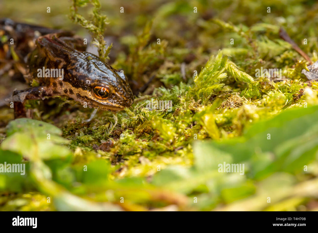 Wildlife makro Portrait von Palamte Newt (Lissotriton helveticus) auf Moss in der Nähe von Teich in Poole, Dorset, Großbritannien. Stockfoto